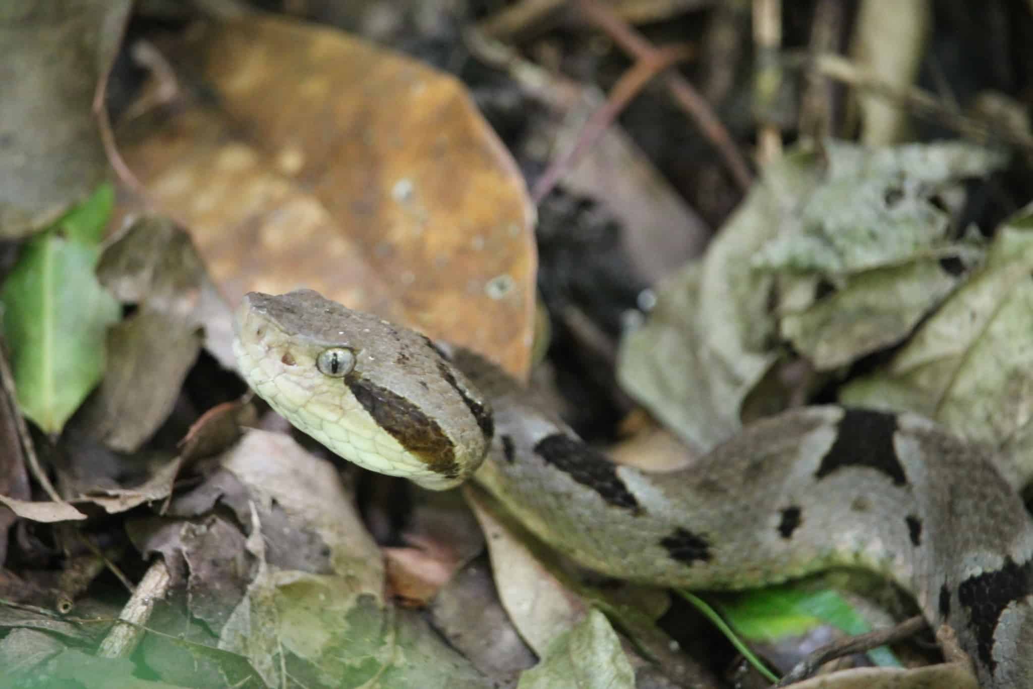 Bothrops monsignifer south american pitvipers