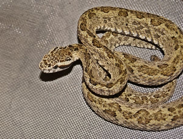 Bothrops venezuelensis, Venezuela lancehead