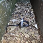 Chinese Cobra Naja atra, hong kong