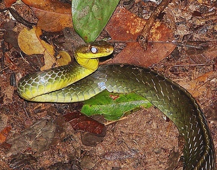 Chironius carinatus Amazon Whipsnake machete