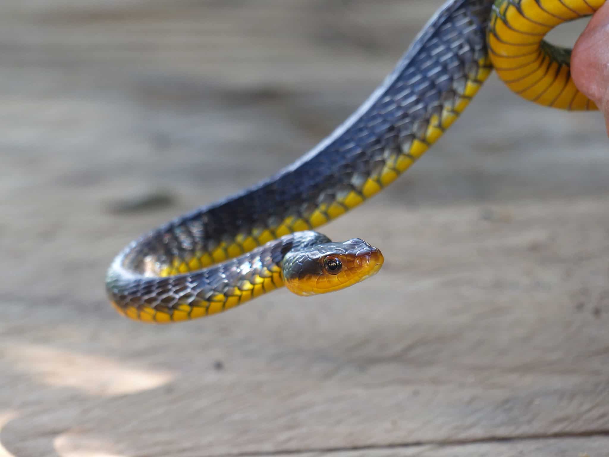 Chironius carinatus, machete savane snake