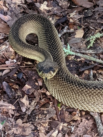 Crotalus adamanteus diamondback patternless morph