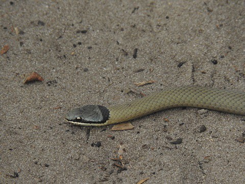 Crowned Snake Elapognathus coronatus australia