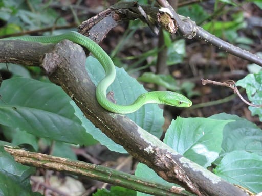 Dendroaspis angusticeps Eastern Green Mamba