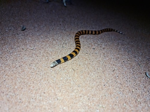 Desert Banded Snake (Simoselaps bertholdi)