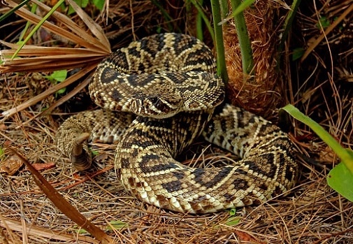 East Diamondback Rattlesnake, Crotalus adamanteus