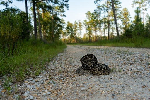 Eastern Diamondback Rattlesnake (Crotalus adamanteus)