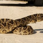 Eastern Diamondback Rattlesnake, Crotalus adamanteus