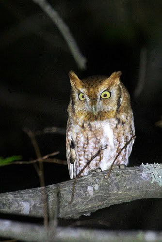 Eastern Screech-Owl Texas blind snake