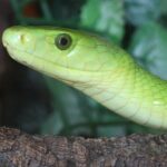 Eastern Green Mamba Dendroaspis angusticeps