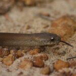 Echiopsis curta bardick west australia