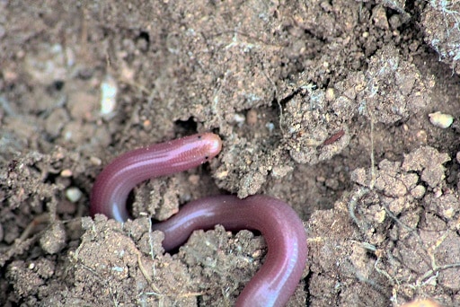 Eurasian Blind Snake (Xerotyphlops vermicularis)