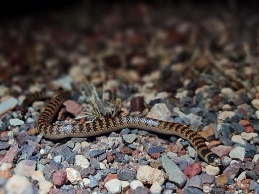 Half-girdled Snake, Brachyurophis semifasciatus