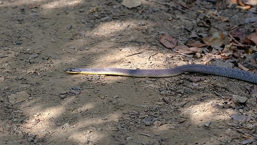 Machete Savane (Chironius carinatus)