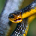 Machete Savane Snake (Chironius carinatus)