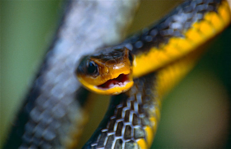 Machete Savane Snake (Chironius carinatus)