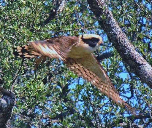 Machete Savane laughing falcon prey