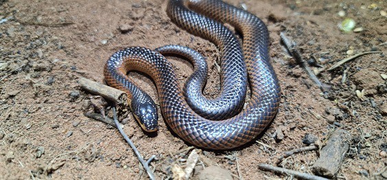 Mallee Black-backed Snake Suta nigriceps