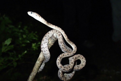 Many spotted Cat Snake (Boiga multomaculata)