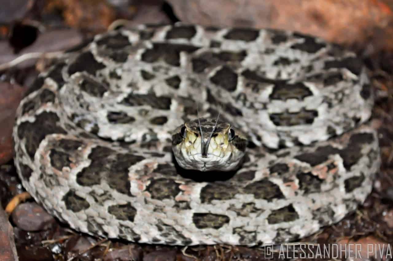 Mato Grosso Lancehead Bothrops mattogrossensis