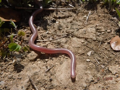 Rena dulcis (texas blind snake)