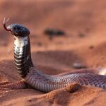 Shield-nose Snake Aspidelaps scutatus