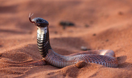 Shield-nose Snake Aspidelaps scutatus