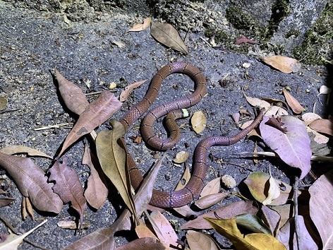 Sinomicrurus macclellandi hong kong snake