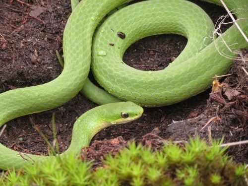 Smooth Greensnake (Opheodrys vernalis) ants