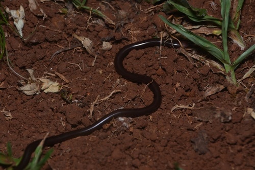 Ternetz's Blind Snake (Liotyphlops ternetzii)