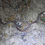 Texas Blind Snake, Rena dulcis