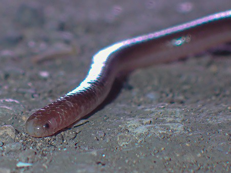 Texas Blind Snake Rena dulcis