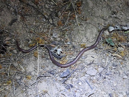 Texas Blind Snake, Rena dulcis