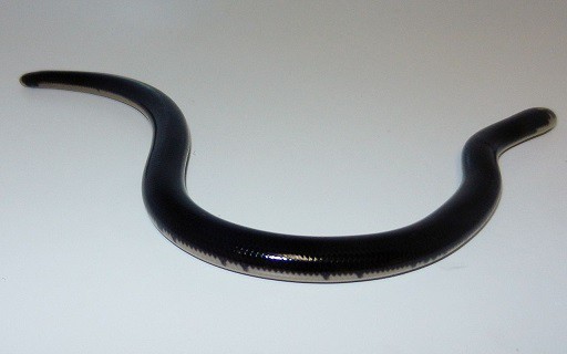 Typhlops reticulatus reticulated worm snake