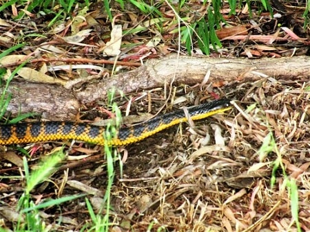 Western Tiger Snake (Notechis scutatus occidentalis)