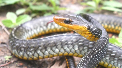 Yellow-lipped Sipo Chironius carinatus