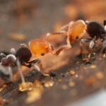 ant eating snake species