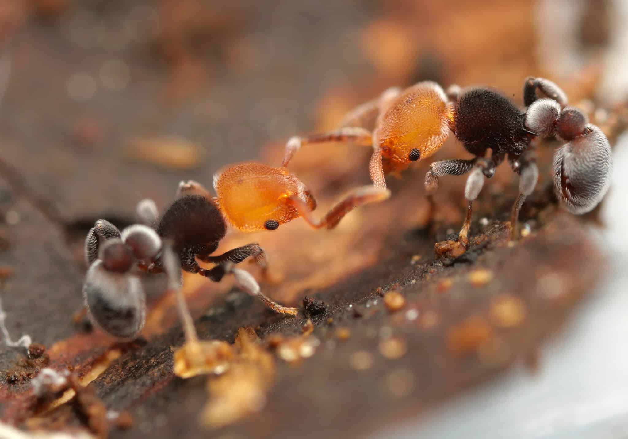 ant eating snake species