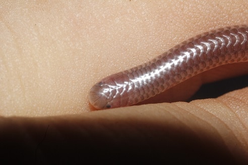 blind snake rena dulcis USA