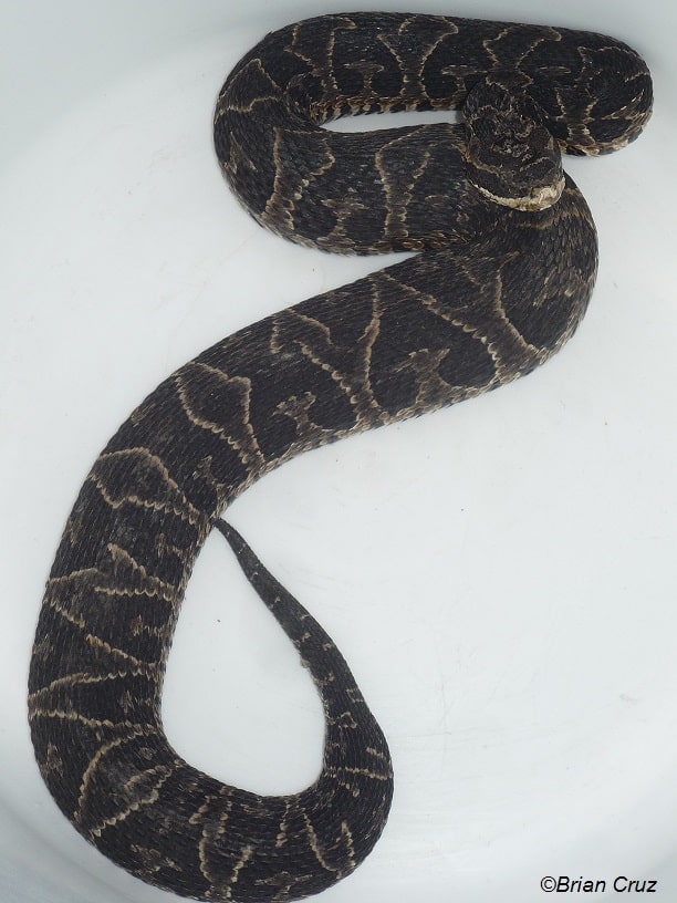 bothrops jonathani south american pitvipers