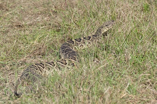 crotalus adamanteus, eastern diamondback rattlesnake