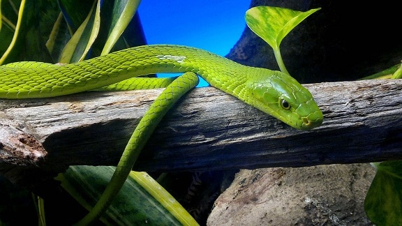 green mamba Dendroaspis angusticeps snake
