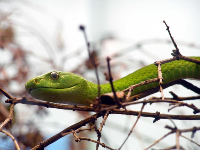 green mamba eastern Dendroaspis angusticeps