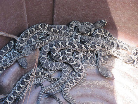 pile of Eastern Diamondback Rattlesnakes