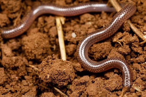 rena dulcis, Texas Blind Snake