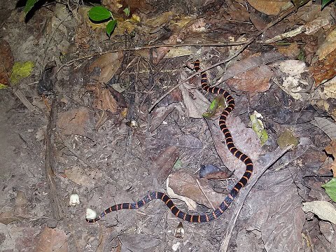Annellated coral snakes (Micrurus annellatus)