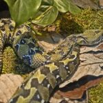 Bitis parviocula ethopian mountain adder
