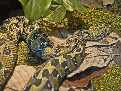 Bitis parviocula ethopian mountain adder