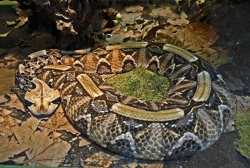 Bitis rhinoceros west africa viper