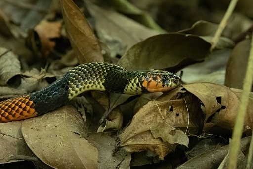 Black-necked Amazonian Coralsnake Micrurus obscurus